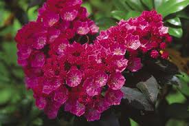 Mountain laurels can be a little hard to work with because of their loose, sprawling habit. 10 Flowering Evergreen Shrubs Finegardening