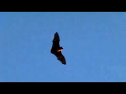 Download in under 30 seconds. Slow Motion Bats Flying At Dusk 300fps Casio Ex F1 V13221 Youtube