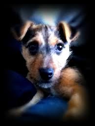 Black And Tan Jack Russell Terrier Dachshund Mix Black And Tan Jack Russell Terrier Mix Puppy Border Terrier Puppy Jack Russell Puppies