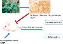 Image result for Dicliptera carvalhoi