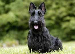 Iskoc Korkunc Iskoc Terrier Online Evcil Hayvan Dergisi Alfa Cds Com