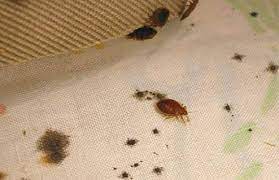 You can call our expert team and get top notch pest control service. Bed Bug Pest Control Dubai 2020 Lulu Pest