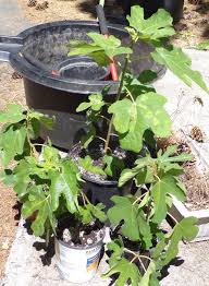 Potato mop top virus (pmtv. Daniel S Pacific Nw Garden Culled Fig Tree Starts Fig Mosaic Virus