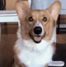 Our collection of happy birthday pictures can be a source of inspiration for your own wishes and an affectionate introduction to a friend's special day. Happy Birthday Corgi Gifs Tenor