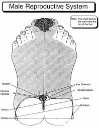 Modern Institute Of Reflexology