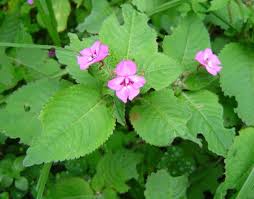 Image result for Impatiens sylvicola