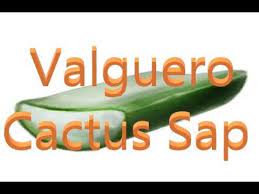 If ark is a soup, valguero is more water when we crave for more vegetables. Cactus Sap Valguero Youtube