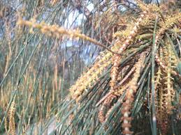 Image result for Casuarina verticillata
