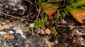 Image result for Wahlenbergia madagascariensis