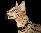 States That Allow Savannah Cats - Savannah Cat Association