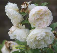 Check spelling or type a new query. Desdemona Rose Review David Austin 2015 The Right Roses