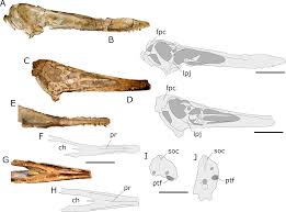 Cearadactylus is a genus of large early cretaceous (albian) pterosaurs from south america. Anhanguera Taxonomy Revisited Is Our Understanding Of Santana Group Pterosaur Diversity Biased By Poor Biological And Stratigraphic Control Peerj