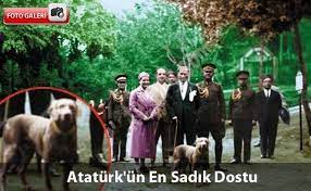http kemique blogspot com 2013 10 ataturk kopek sevgisi foks turkiye html fotograf galeri hayat