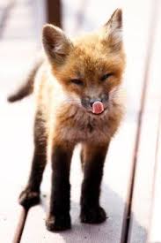 Can You Have A Pet Fox Yes Yes You Can And I Shall Please Do Not Try To Make A Pet Out Of Wild Animals Because The Cute Animals Animals
