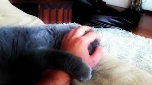 Scottish Fold Cat... Hardcore pussy licking - YouTube