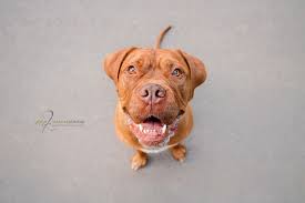 The dogue de bordeaux, also known as bordeaux mastiff, french mastiff or bordeaux dog is a large french mastiff dog breed and one of the oldest and strongest french dog. Hundefotografie Leipzig Bordeaux Dogge Und Ihre Familie
