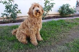 The teddy bear goldendoodle is the product of breeding the poodle specifically with the english cream golden retriever. 7 Labradoodle Haircuts In 2021 Your Dog Will Love These Doggie Designer