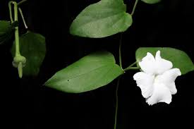 Image result for Thunbergia annua