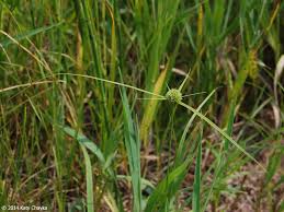 Image result for Cyperus luteus
