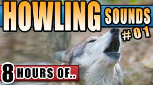 Snow Storm Sounds And Howling Wolf Sound Effect Howling Wolves In A Blizzard Winter Storm For Sleep Storm Sounds Wolf Sounds Meditation Music