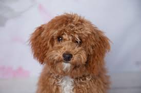 Poochon Also Called A Bichpoo This Cute And Fluffy Designer Breed Is A Mix Of Miniature Or Toy Poodle And Bichon Fris Mixed Breed Dogs Dog Breeds Poochon Dog