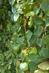 Image result for Tinospora orophila