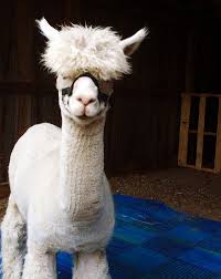 Sheep are a herd / flock animal. Alpacas And Llamas What They Are Why You Should Keep Them