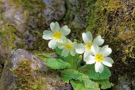 Image result for Primulaceae