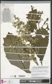 Image result for Vernonia conferta