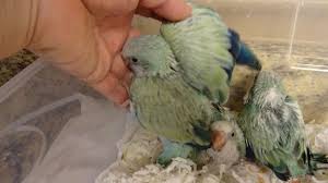 Birds For Sale In Florida Turquoise Quaker Parrots Rare Color For Sale At Friendly Bird Aviary Parrotlets For Sale Bird Aviary Parrot