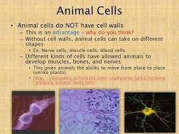 We did not find results for: Plants And Animals Plants And Animals Are Made Up Of Millions And Millions Of Tiny Parts Called Cells C Lovelearning Ppt Download