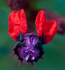 We did not find results for: Anything But Ordinary Inspiring Unique Flowers