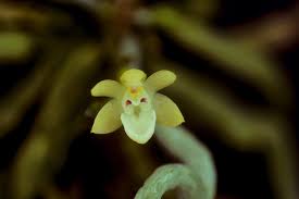 Image result for Taeniophyllum