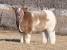 Curly Long Haired Cow