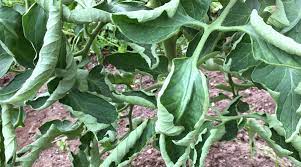 Plant stress can cause leaves to invert: Tomato Leaf Curl