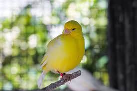 Maybe you would like to learn more about one of these? Canary Varieties Canary Finches And Canaries Guide Omlet Uk