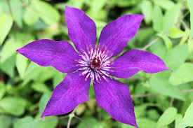 Check spelling or type a new query. 2 5 Pot Plant The President Clematis Vine And Similar Items