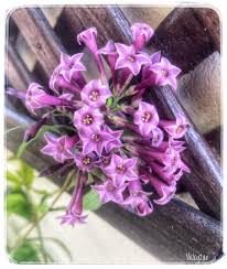 Image result for Cestrum elegans