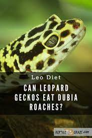 Wildscreen's arkive project was launched in 2003 and grew to become the world's biggest encyclopaedia of life on earth. Should Leopard Geckos Eat Dubia Roaches Reptile Craze