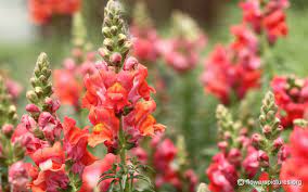 Antirrhinum Majus Snapdragon Streaming Movies Free Snapdragon Flowers Streaming Movies Online