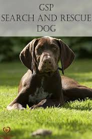 Get to know the search and rescue teams in your area and state, ask how you can help, attend their training, work with them in exercises, and be a reliable partner in actual responses. Gsp Search And Rescue Police Dog Dog Breeds Dogs Police Dogs