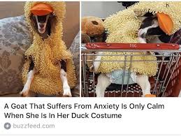 Is This Otis From Magnus Chase Like Come On This Is The Magnus Chase Book Series In A Nut Shell Cute Funny Animals Funny Animals Funny Cute