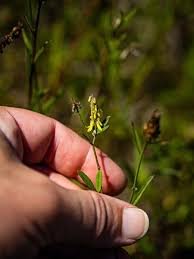 Image result for Melilotus indicus