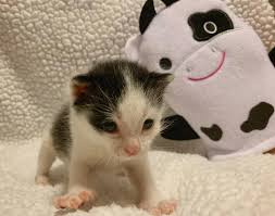 Kitten Found Alone Outside Takes His Cow Toy Everywhere He Goes Now Finds Company Of Other Cats Love Meow Cats Cat Love Cat Company