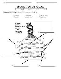 Dna Structure And Replication Worksheet By Scientific Musings Tpt Dna Worksheets Dna Replication
