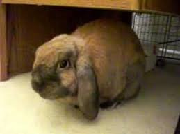 Medusa The Rabbit Thumping Youtube