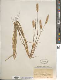 Image result for Cenchrus geniculatus