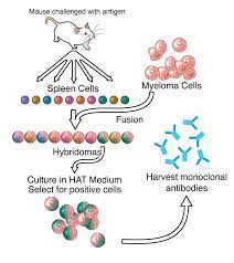 After completing this section, you should know: Hybridoma Technology Wikipedia