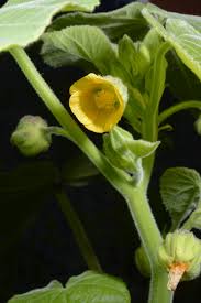 Image result for Abutilon longicuspe
