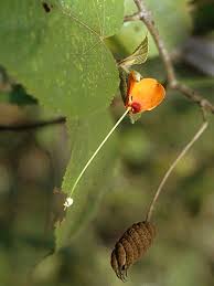 Image result for Helicteres